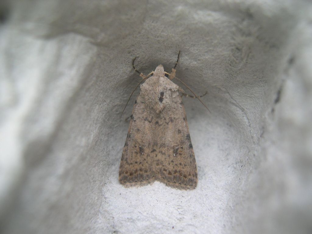  Pale mottled Willow 